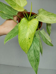 Homalomena Sulcata Cream Frost