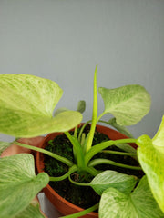 Homalomena Sulcata Cream Frost