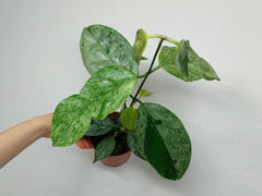 Hoya Coriacea Silver