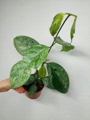 Hoya Coriacea Silver