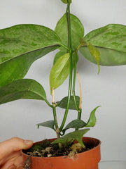 Hoya Coriacea Silver
