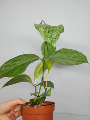 Hoya Coriacea Silver