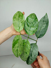 Hoya Coriacea Silver
