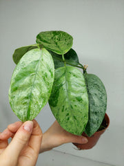 Hoya Coriacea Silver