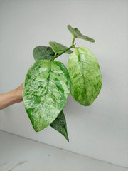 Hoya Coriacea Silver