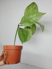 Hoya Coriacea Silver