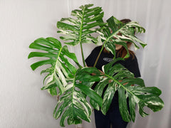 Monstera Variegata Adult