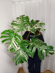 Monstera Variegata Adult