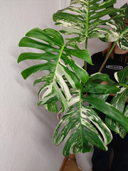 Monstera Variegata Adult