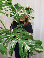 Monstera Variegata Adult