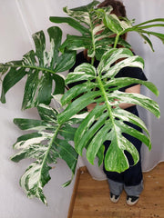 Monstera Variegata Adult