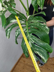 Monstera Variegata Adult