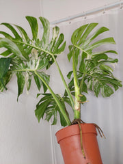 Monstera Variegata Adult