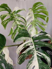 Monstera Variegata Adult
