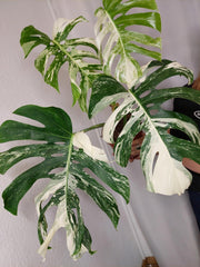 Monstera Variegata Adult