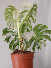 Monstera Variegata Adult