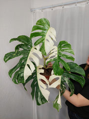 Monstera Variegata Adult