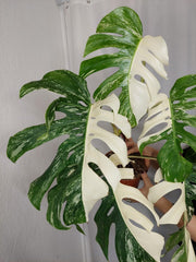 Monstera Variegata Adult