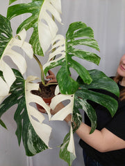 Monstera Variegata Adult