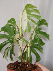 Monstera Variegata Adult