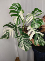 Monstera Variegata Adult