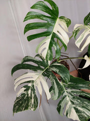 Monstera Variegata Adult