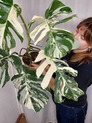 Monstera Variegata Adult