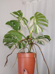 Monstera Variegata Adult