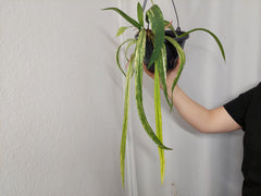 Anthurium Vittarifolium Aurea Variegata groß