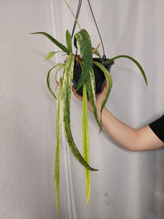 Anthurium Vittarifolium Aurea Variegata groß