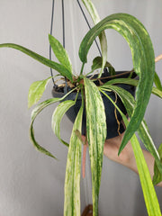 Anthurium Vittarifolium Aurea Variegata groß