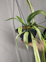 Anthurium Vittarifolium Aurea Variegata groß