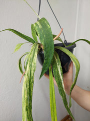 Anthurium Vittarifolium Aurea Variegata groß