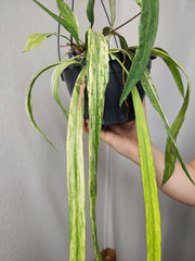 Anthurium Vittarifolium Aurea Variegata groß