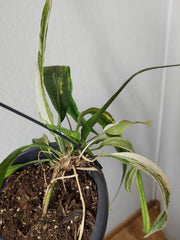 Anthurium Vittarifolium Aurea Variegata groß