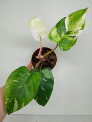 Sad Plants