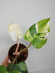 Sad Plants