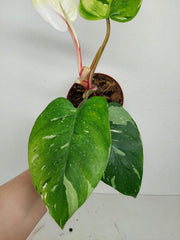 Sad Plants