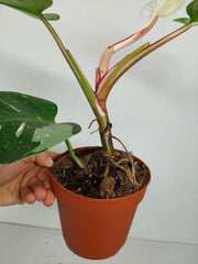 Sad Plants