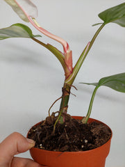 Sad Plants