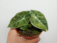 Alocasia Watsoniana Lightning Aurea