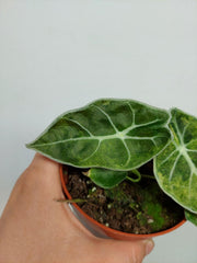 Alocasia Watsoniana Lightning Aurea