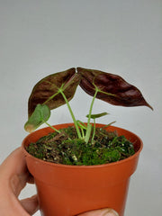 Alocasia Watsoniana Lightning Aurea