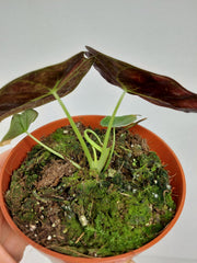 Alocasia Watsoniana Lightning Aurea