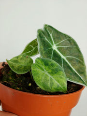 Alocasia Watsoniana Lightning Aurea