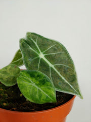 Alocasia Watsoniana Lightning Aurea
