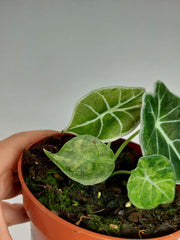 Alocasia Watsoniana Lightning Aurea