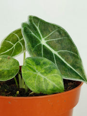 Alocasia Watsoniana Lightning Aurea