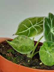 Alocasia Watsoniana Lightning Aurea