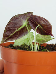 Alocasia Watsoniana Lightning Aurea
